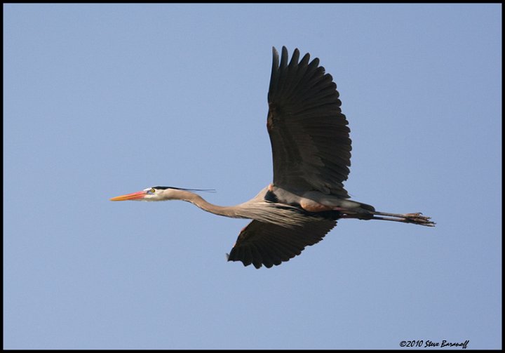 _0SB7213 great-blue heron in flight.jpg